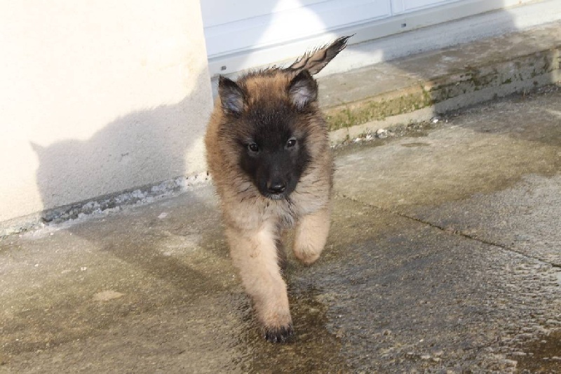 Chiots 7 semaines alliance Brise-Marine x Uphen-Back