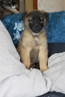 CHIOT