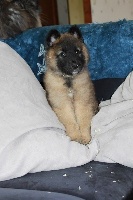 CHIOT