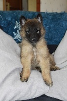 CHIOT
