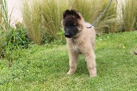 CHIOT