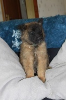 CHIOT