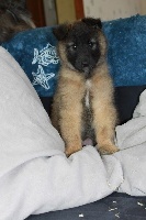 CHIOT