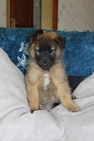 CHIOT