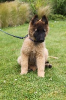 CHIOT